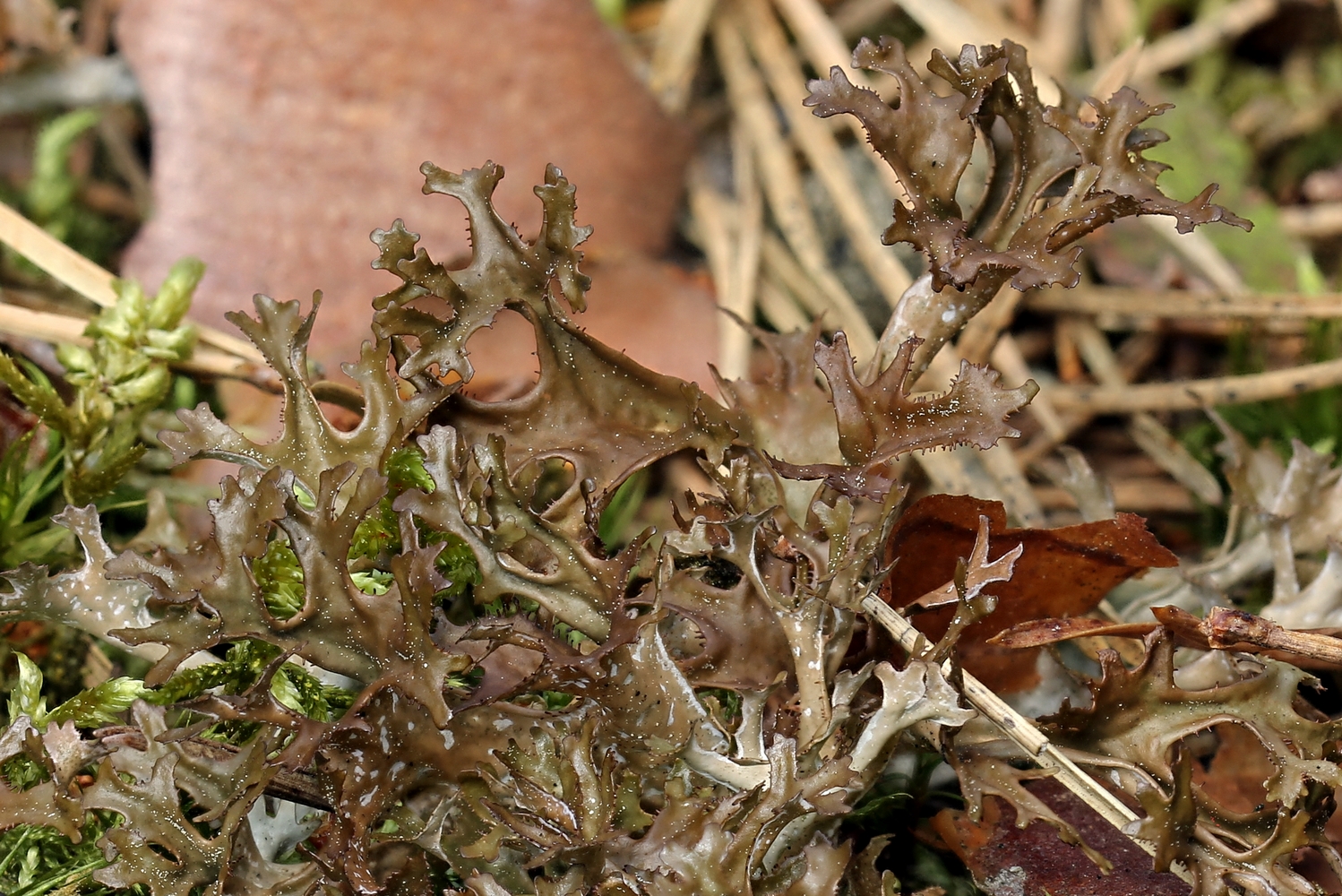 Noch einmal weniger chaotisch: Cetraria islandica