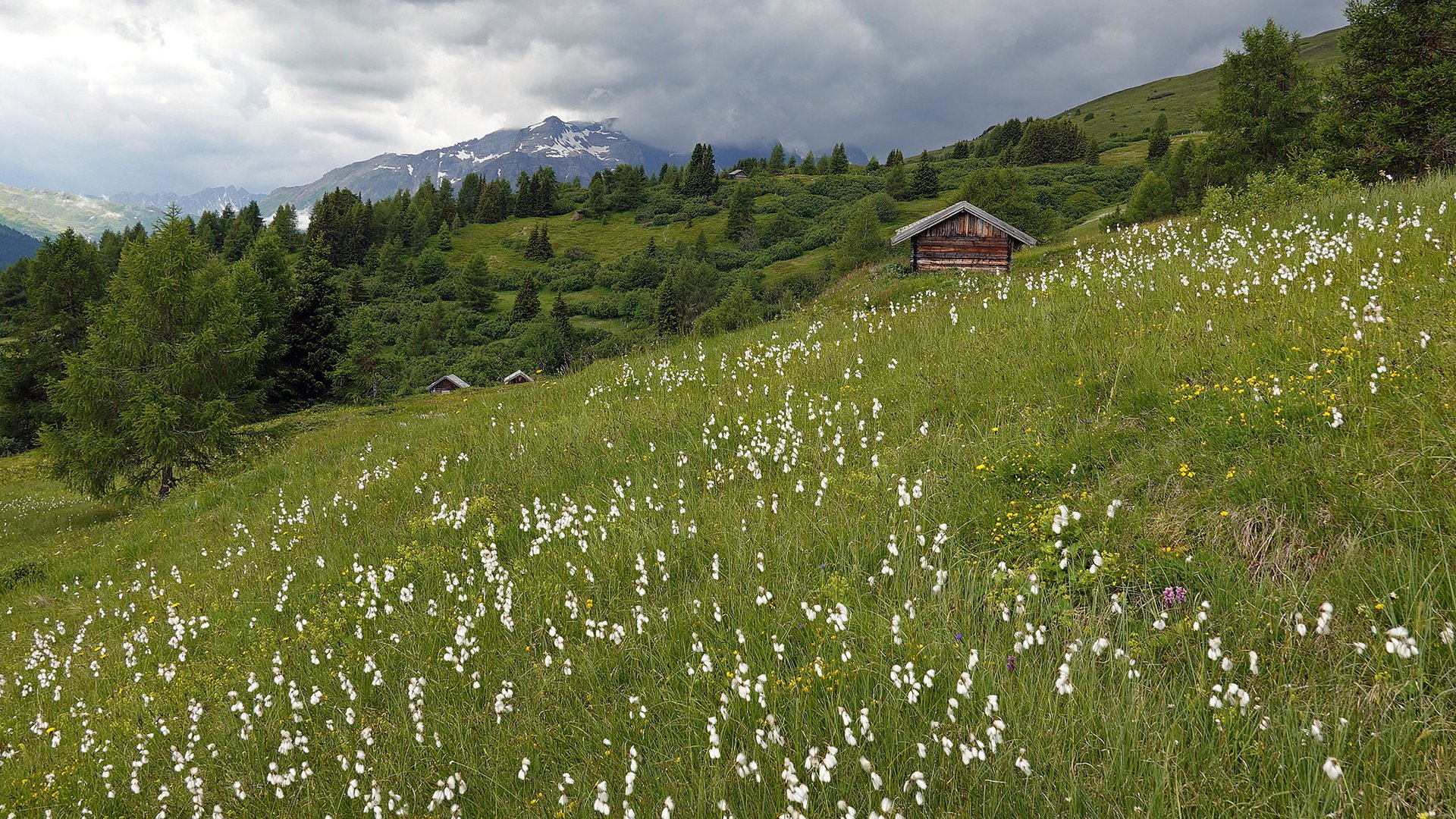 noch einmal: Wollgraswiese