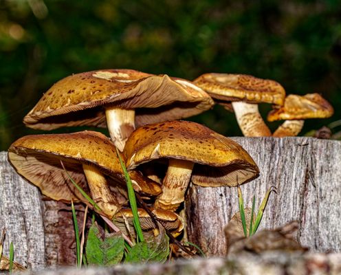 Noch eins aus meiner Schwammerlsammlung