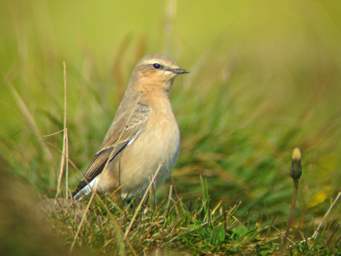 ...noch eins mit Digiscoping!