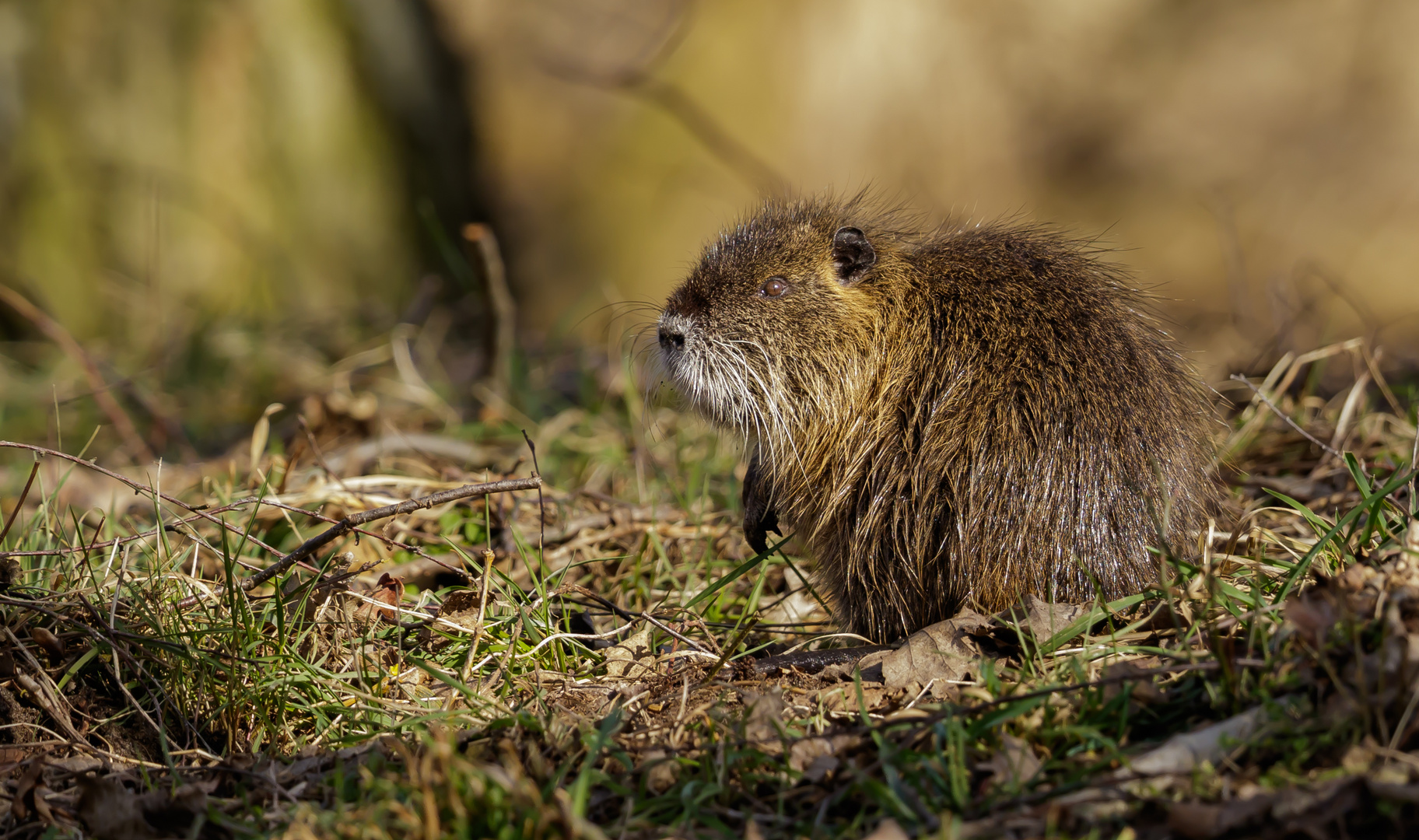 Noch eins vom Nutria