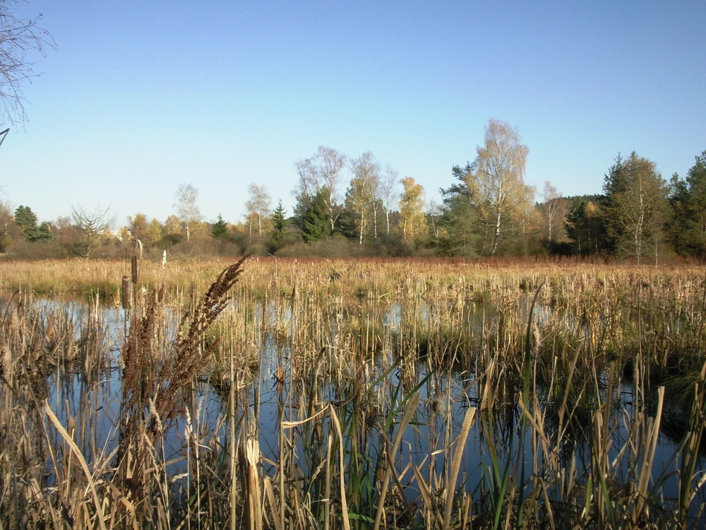 Noch eins vom Schwenninger Moos