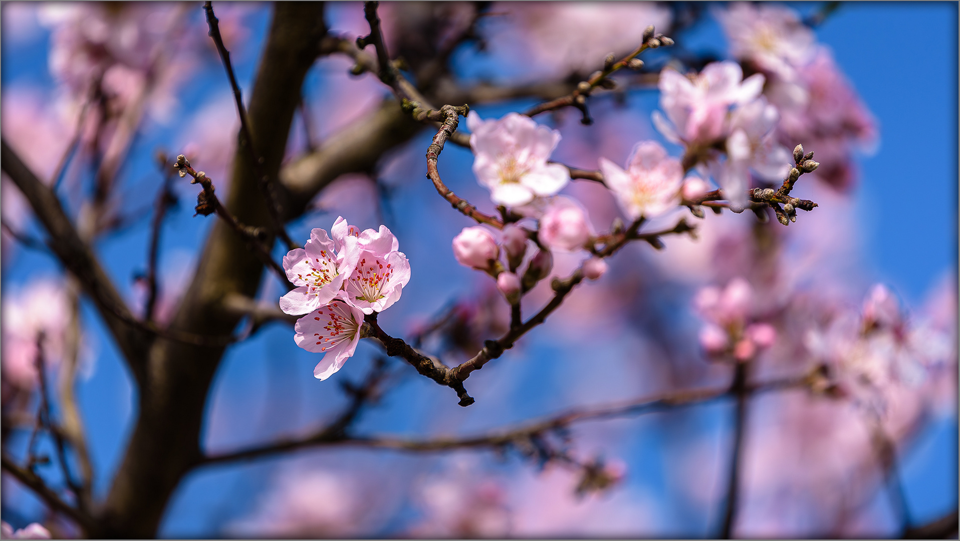 Noch eins von der Mandelblüte in der Pfalz