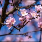 Noch eins von der Mandelblüte in der Pfalz