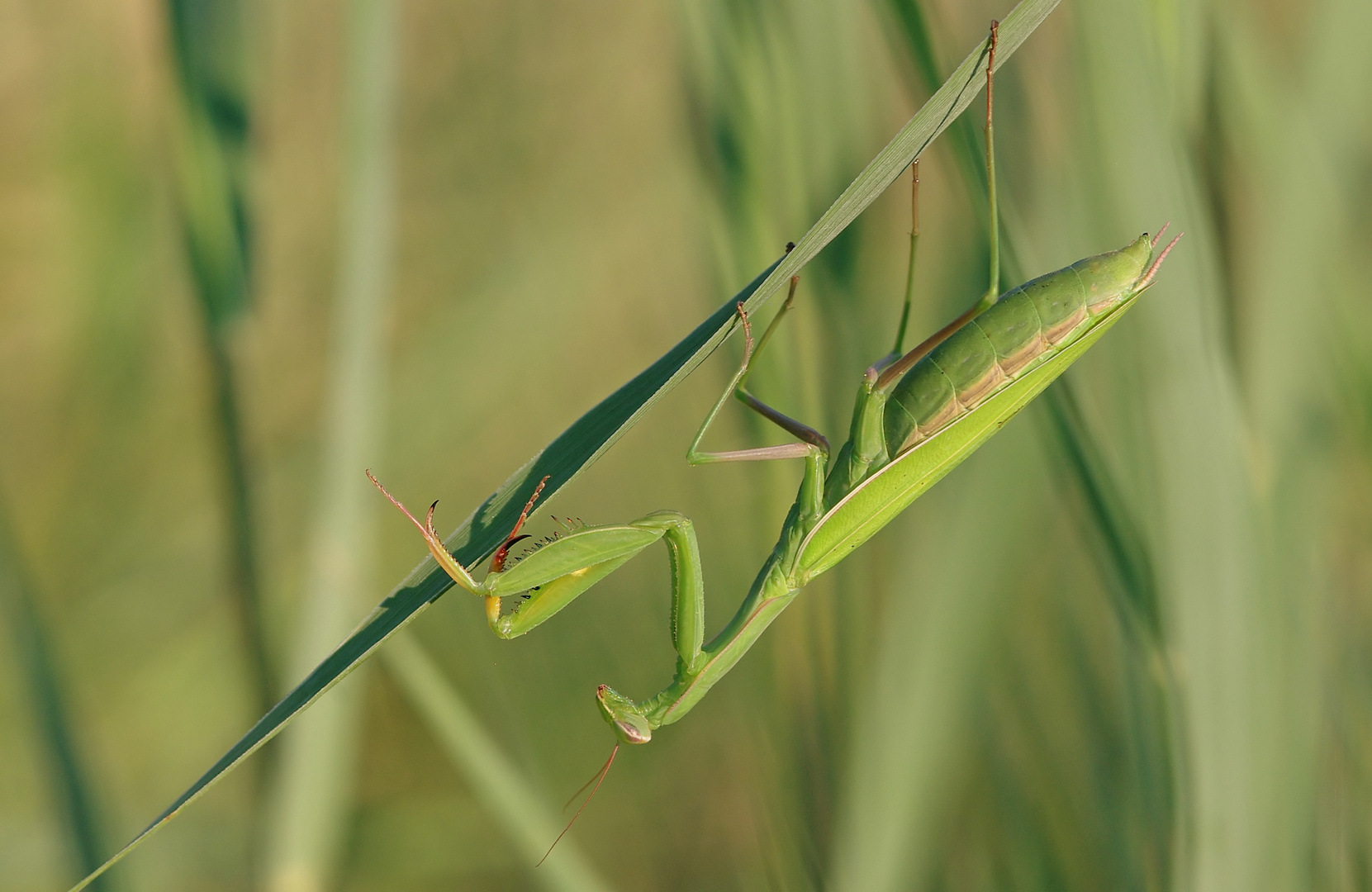 Noch eins von der Mantis - Fangbeinchen zeigen!