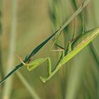 Noch eins von der Mantis - Fangbeinchen zeigen!