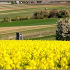 Noch enmal Kirsch- und Rapsblüte...