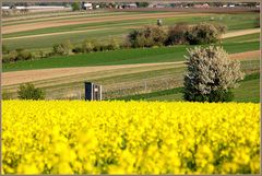 Noch enmal Kirsch- und Rapsblüte...