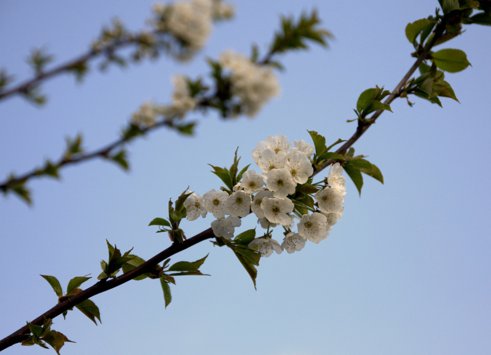 noch etwas Frühling ;o)