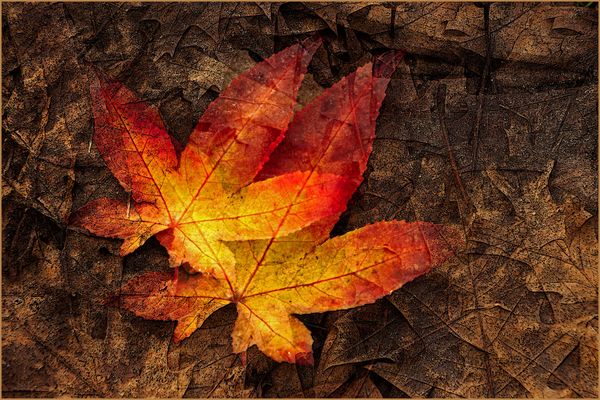 Noch etwas Herbstfarbe...