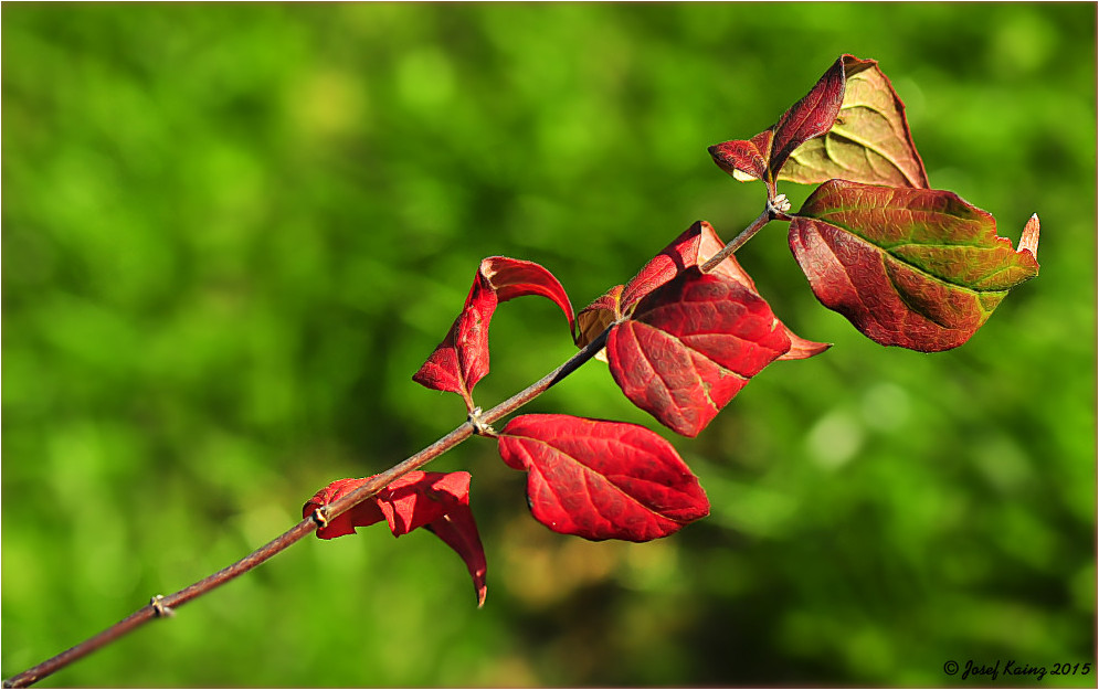 Noch etwas Herbstliches