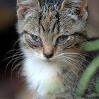 noch etwas tapsig-Katzenkind vom Nachbarbauernhof