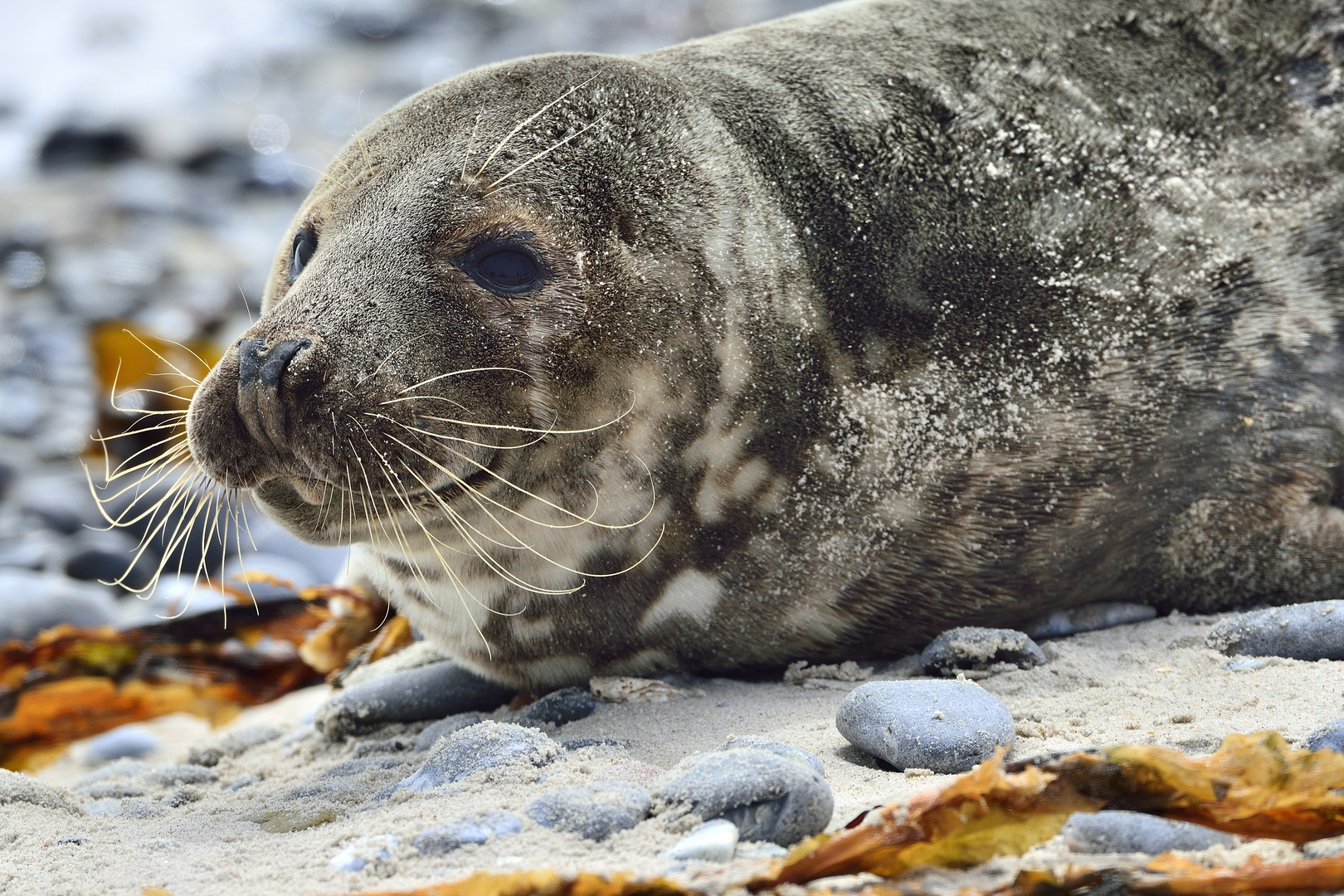 Get Unbeholfen height Free