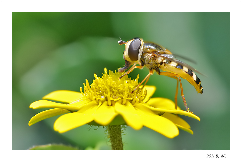 ...noch etwas vom Sommer.....