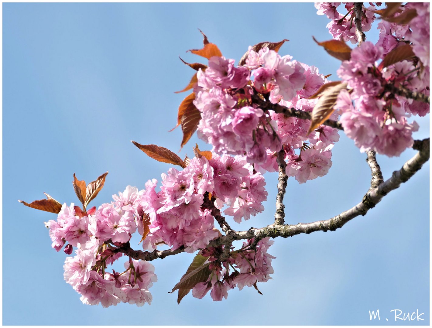 Noch etwas von den Rosaroten Blüten 