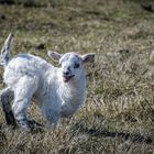 Noch etwas wacklig auf den Beinen k