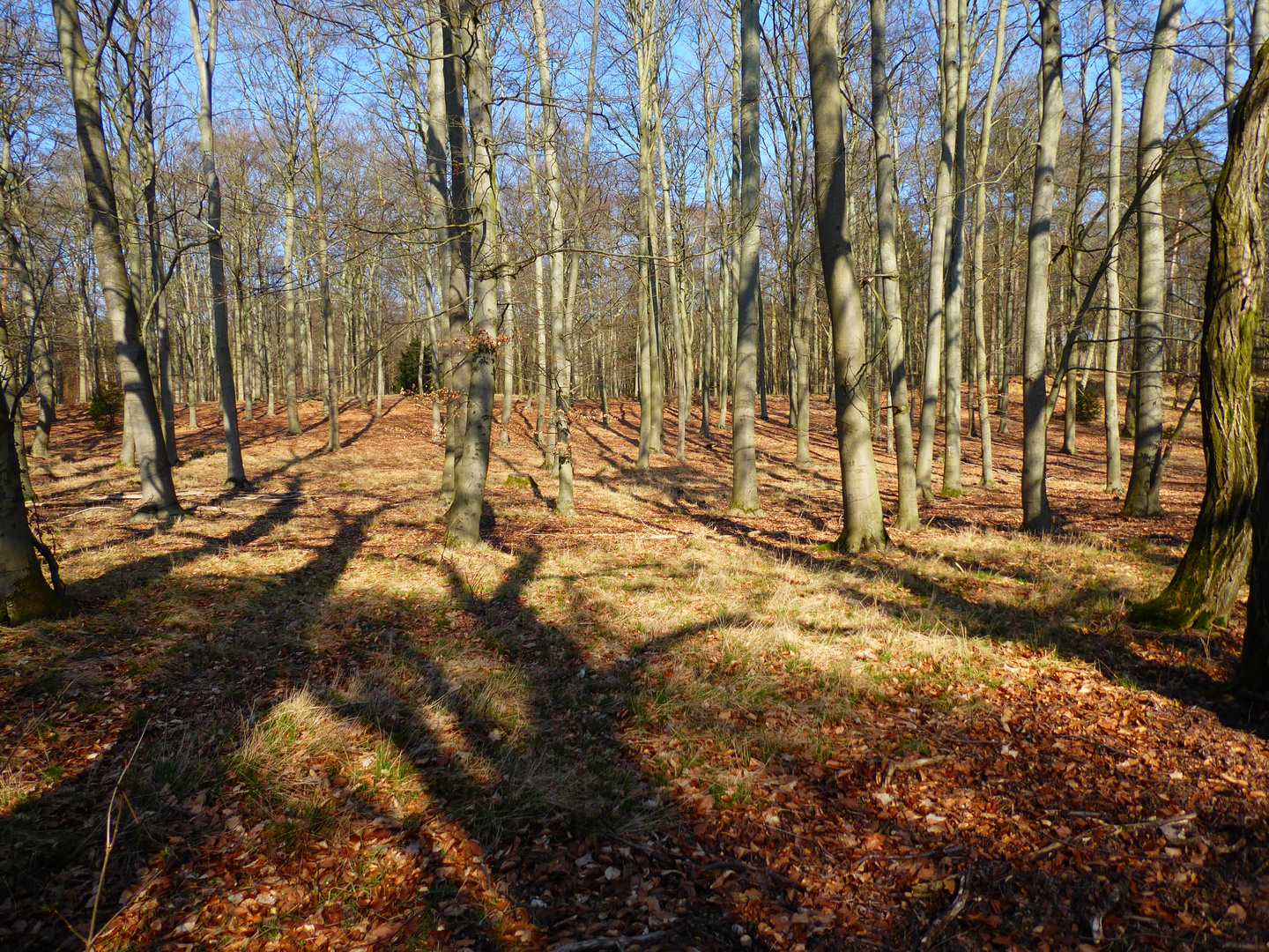 Noch fällt das Sonnenlicht in den Buchenwald