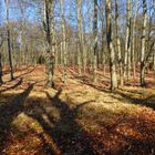 Noch fällt das Sonnenlicht in den Buchenwald