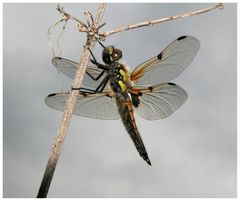 noch Falten im Flügel