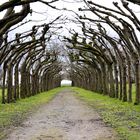 Noch fehlen die Blätter der Linden