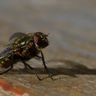 Noch "Feucht hinter den Ohren" aber schon einen großen Schatten werfen