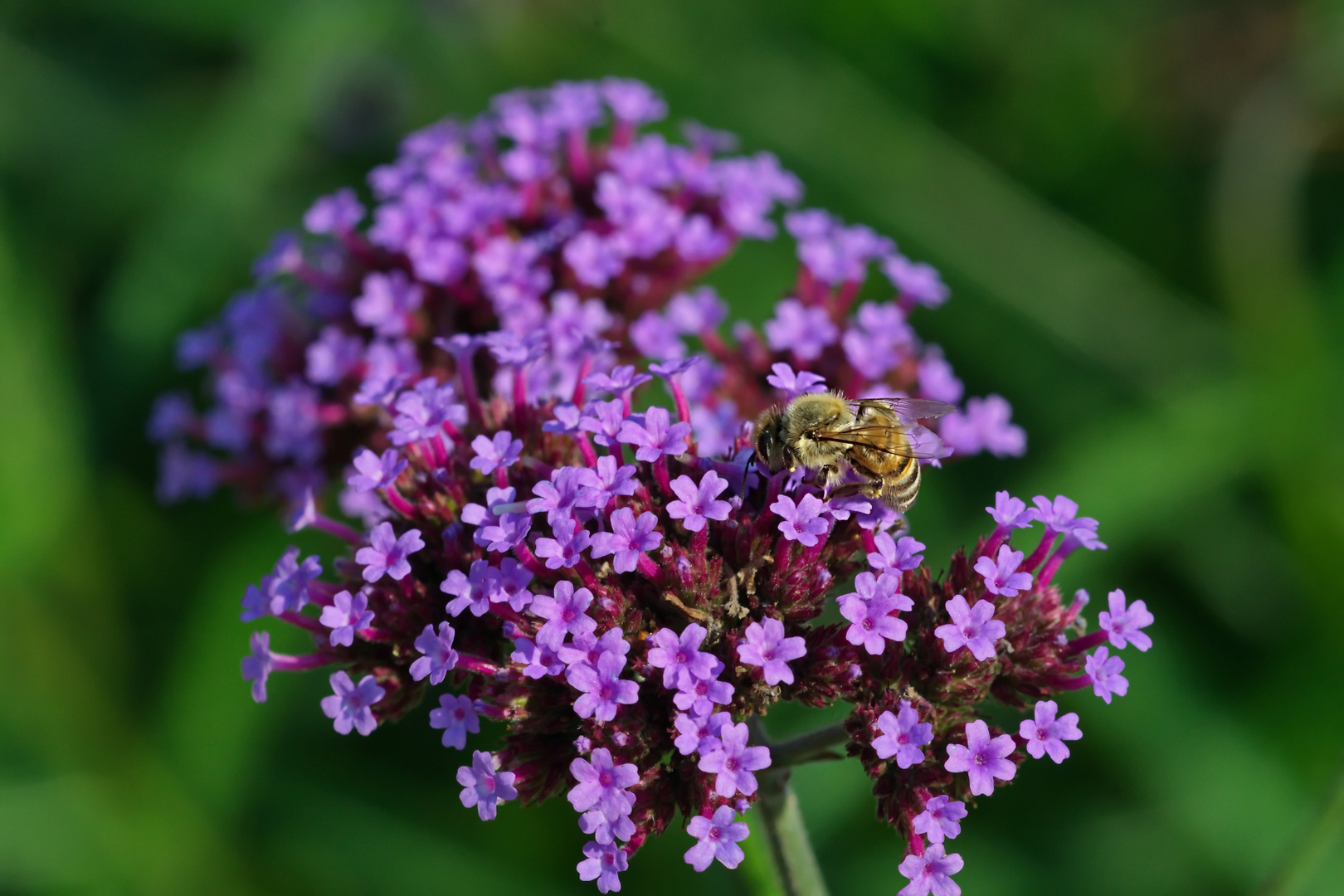 Noch finden die Bienchen