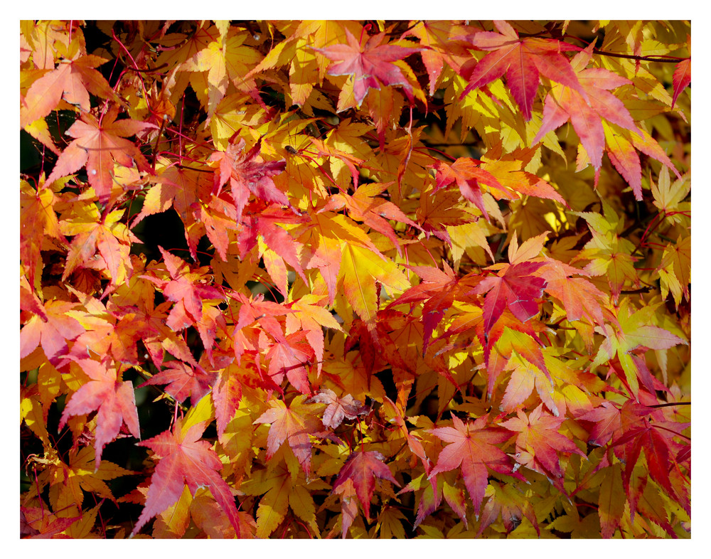 Noch findet man die schönen Herbstfarben