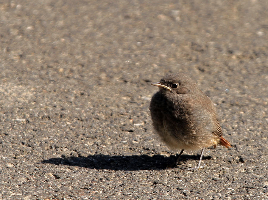 Noch Flausen hinter