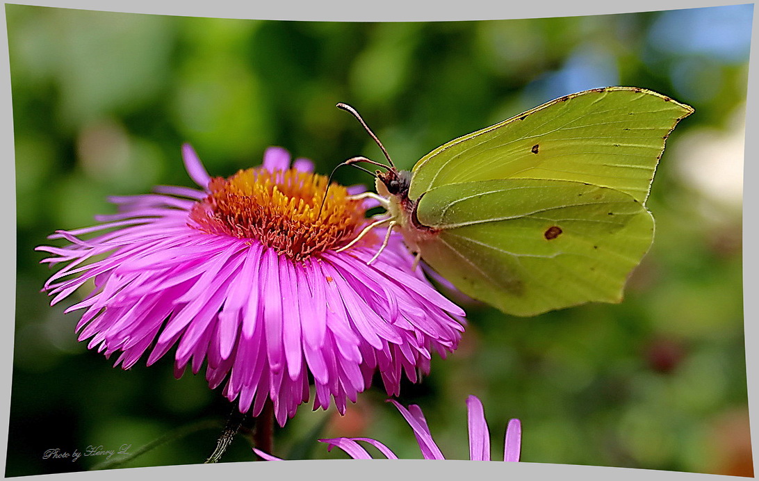 Noch fliegen die Schmetterlinge ...