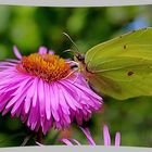 Noch fliegen die Schmetterlinge ...