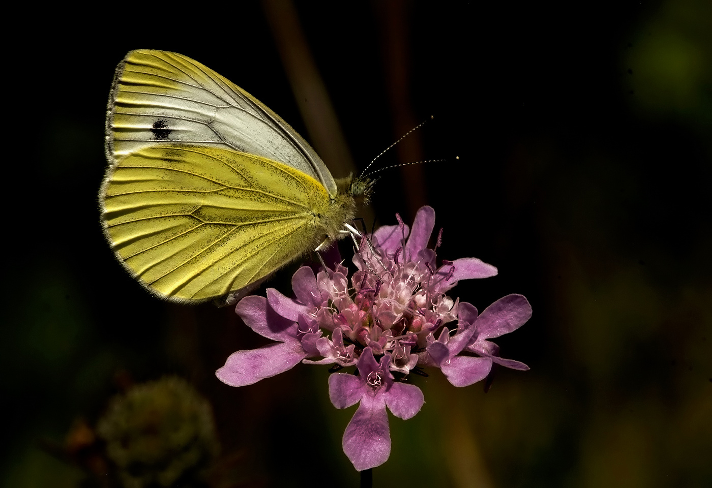 Noch fliegen die Schmetterlinge ...