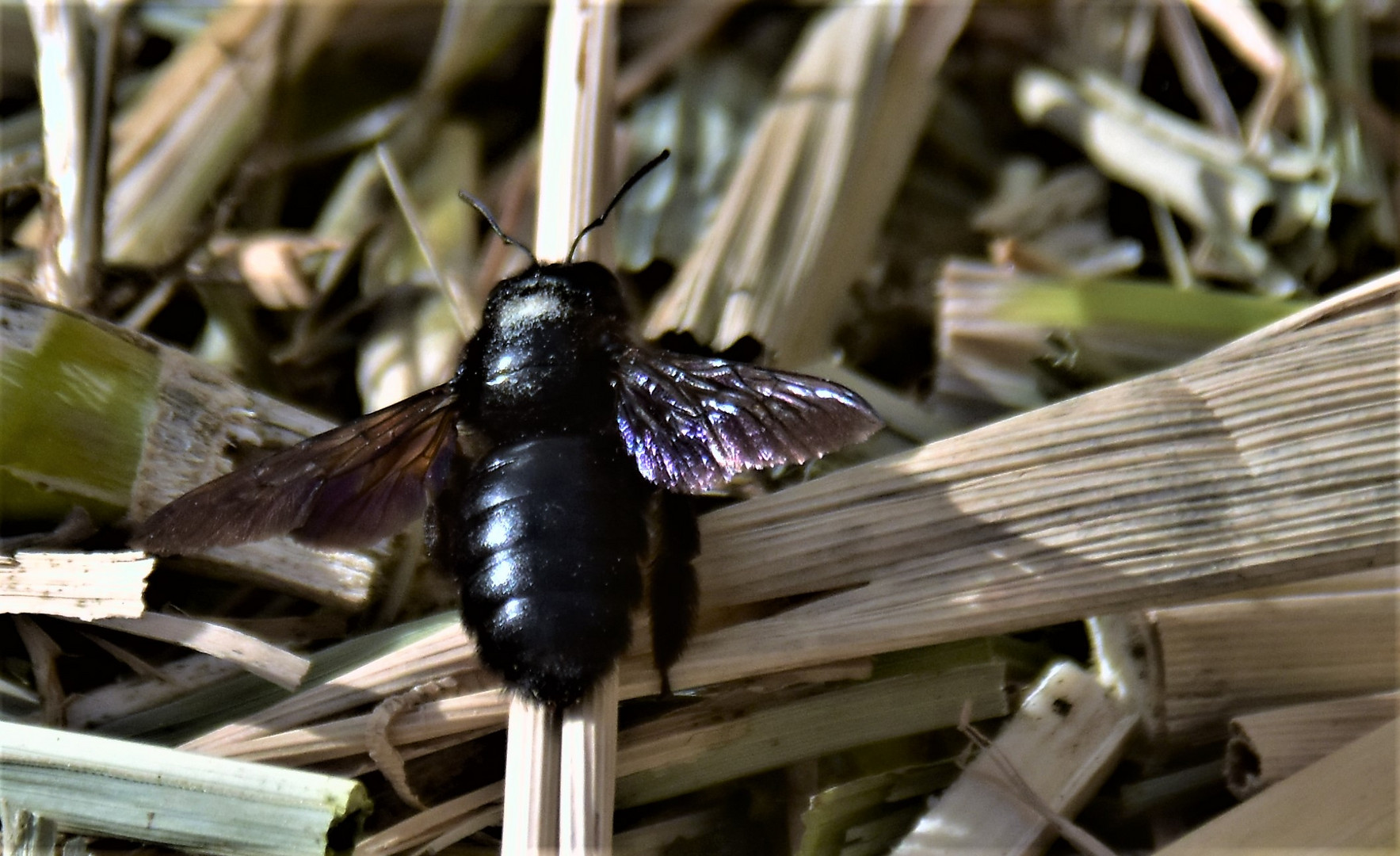 Noch fliegen sie ...................