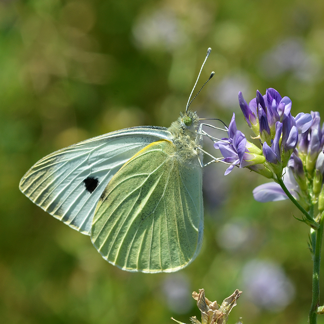 Noch fliegen sie, . . . (1)