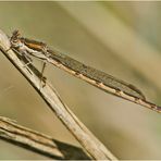 Noch fliegen sie (1) - Die Gemeine Winterlibelle (Sympecma fusca)  ? . . .