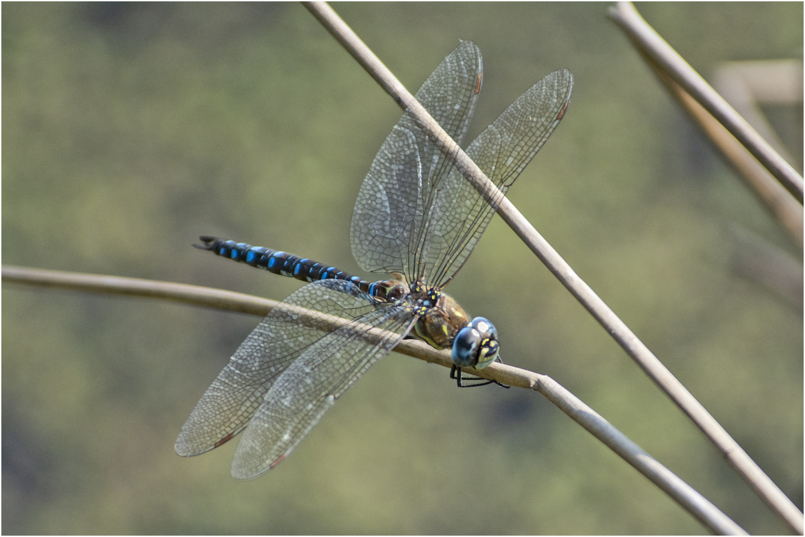 Noch fliegen sie (1), wie hier die . . .