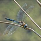 Noch fliegen sie (1), wie hier die . . .