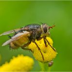 Noch fliegen sie (10) - Die Igelfliege . . .