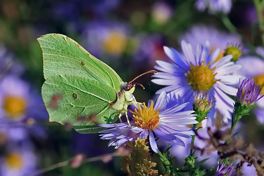 noch fliegen sie..........