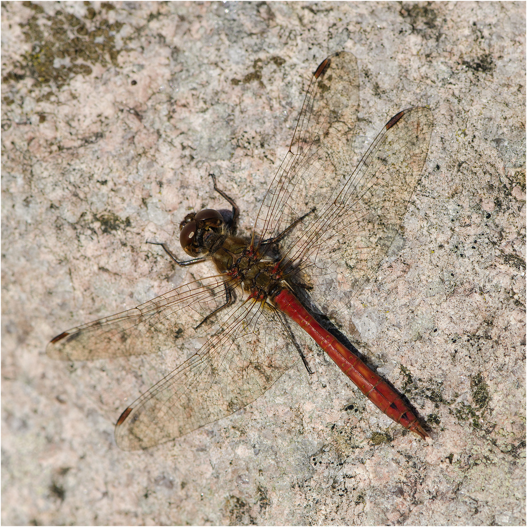 Noch fliegen sie (13) - Die Blutrote Heidelibelle (Sympetrum sanguineum) . . .