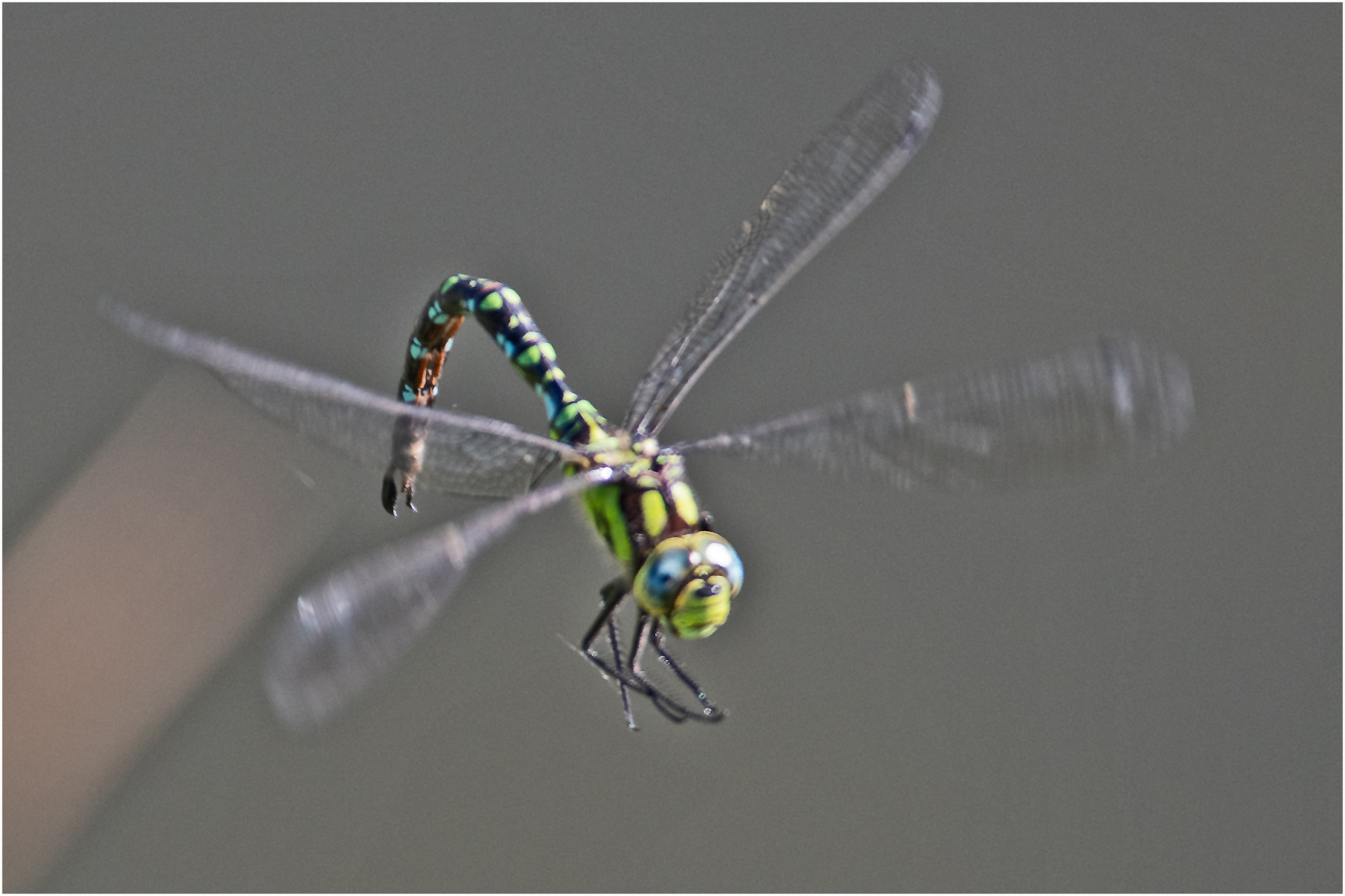  Noch fliegen sie (13) die Falter, . . .