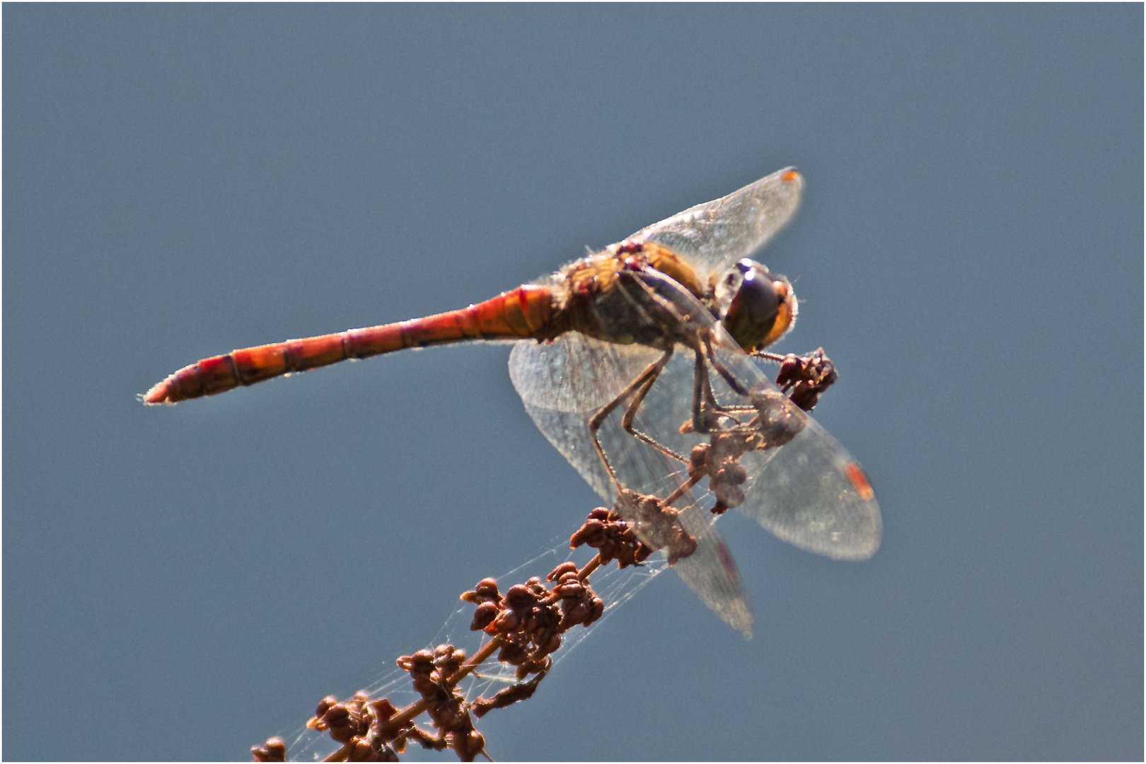 Noch fliegen sie (15) die Falter, . . .