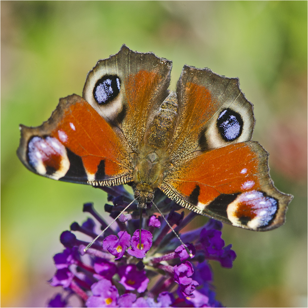 Noch fliegen sie (16) - Das Tagpfauenauge (Aglais io) . . .