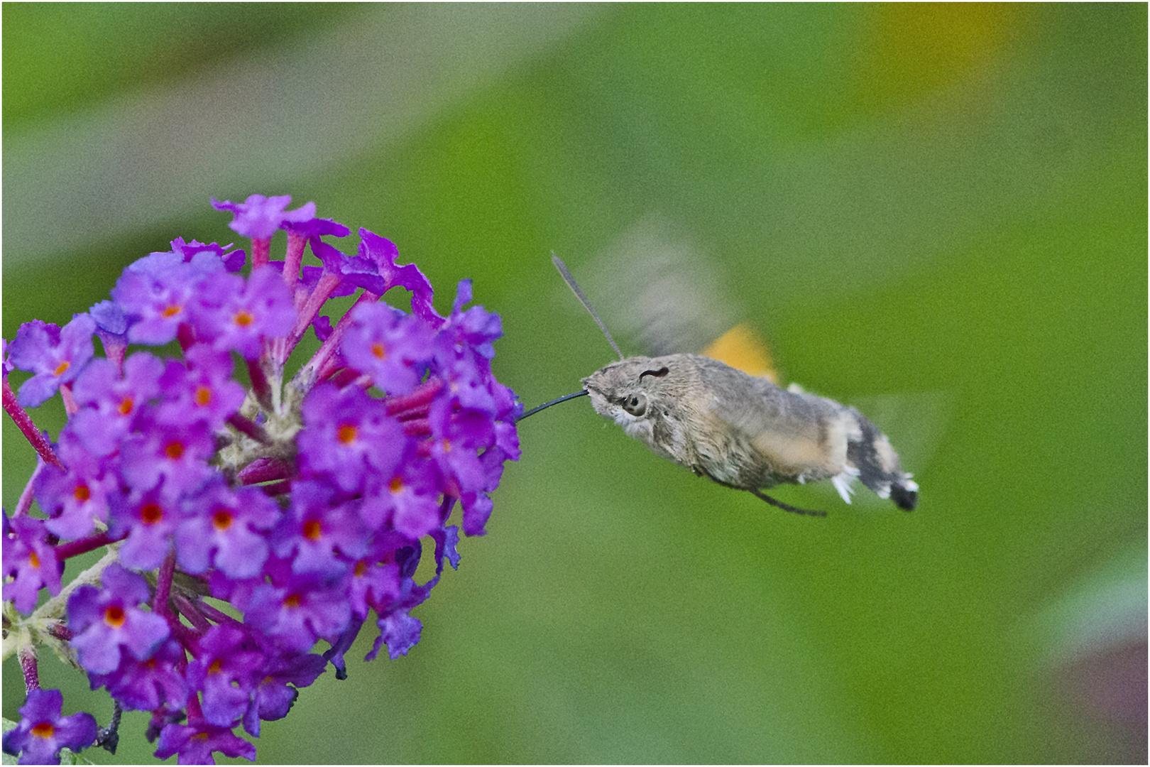 Noch fliegen sie (18) - Das Taubenschwänzchen (Macroglossum stellatarum) . . .