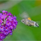 Noch fliegen sie (18) - Das Taubenschwänzchen (Macroglossum stellatarum) . . .