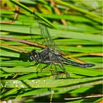 Noch fliegen sie (2) Schwarze Heidelibelle (Sympetrum danae) . . .