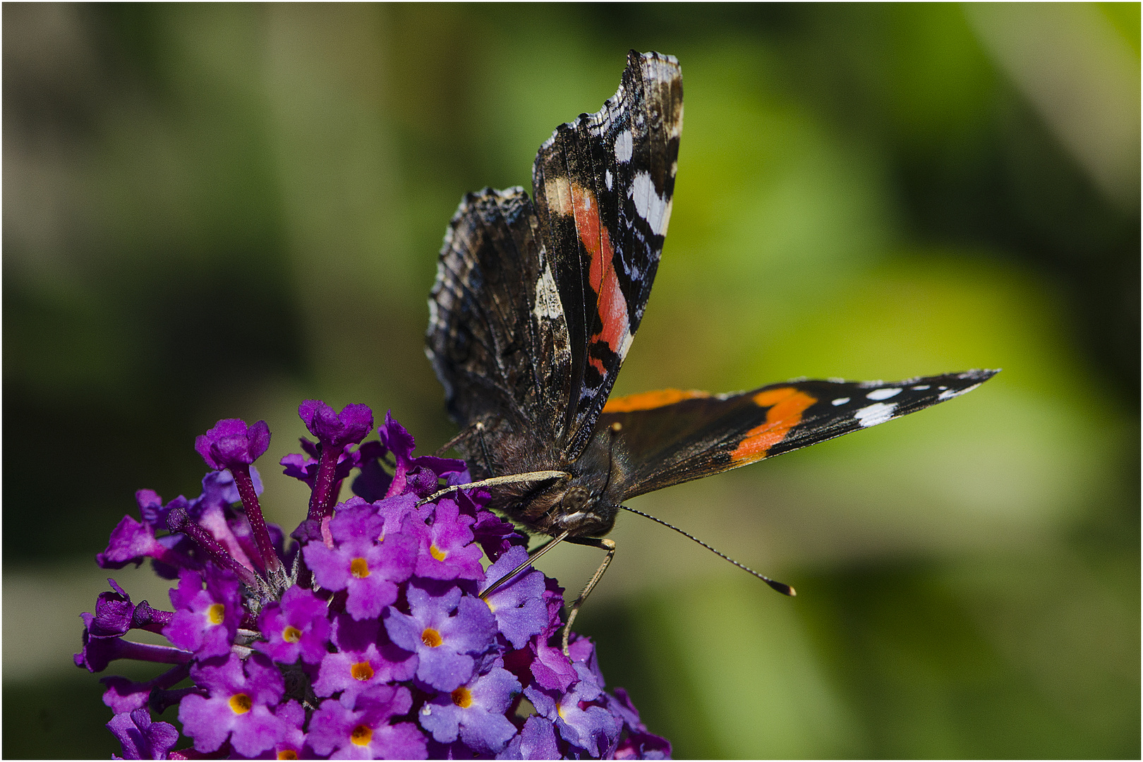 Noch fliegen sie (22) -  Admiral ((Vanessa atalanta) . . .