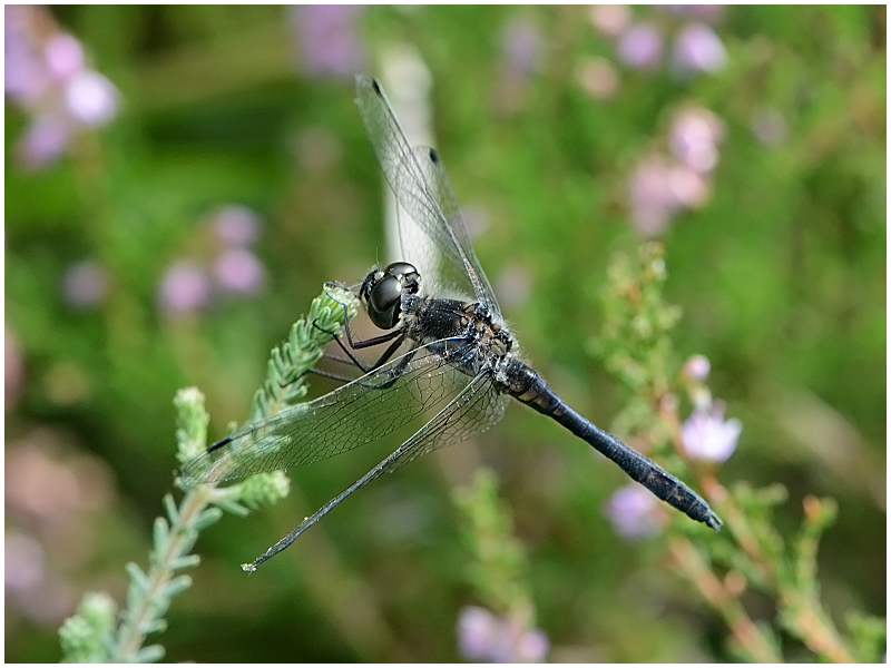 Noch fliegen sie . . . (3)