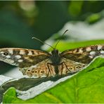 Noch fliegen sie (3) - Das Waldbrettspiel (Pararge aegeria) . . .