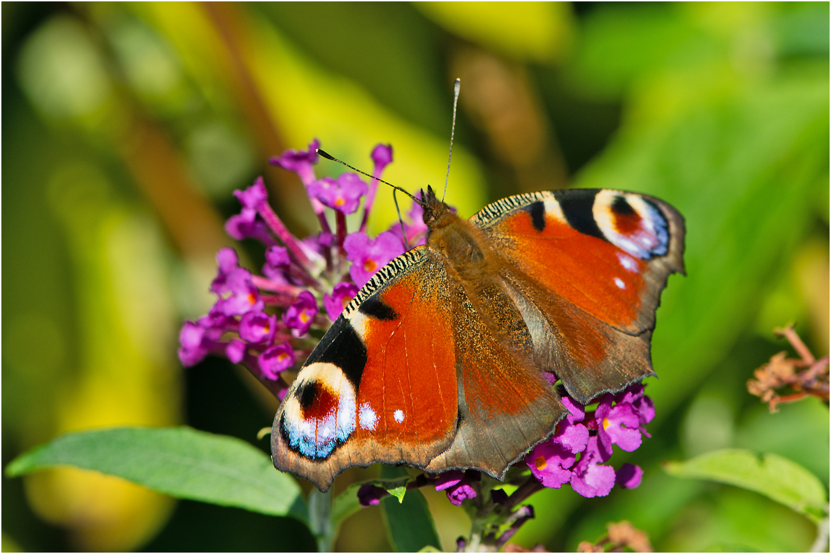  Noch fliegen sie (3) die Falter, . . .