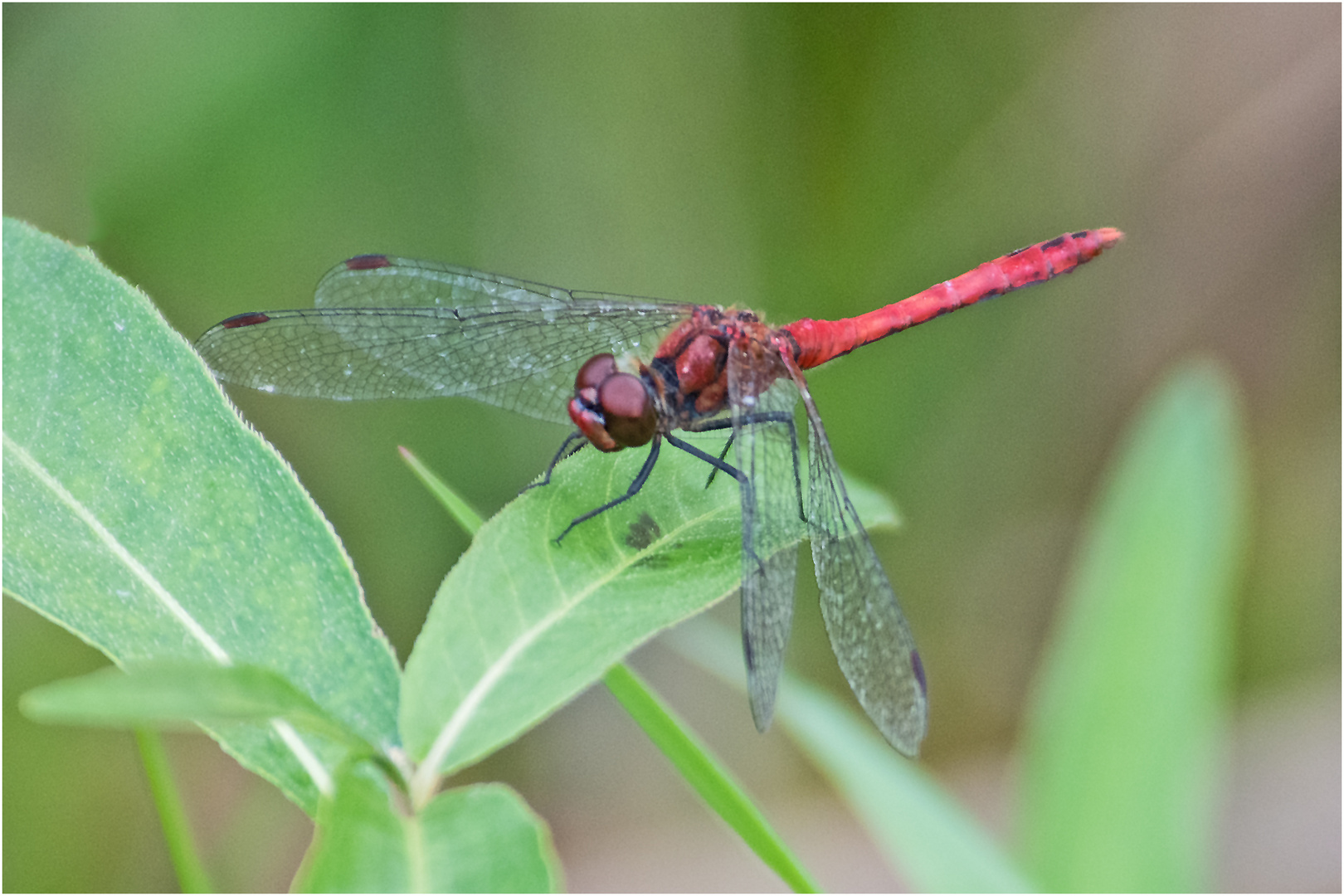 Noch fliegen sie (4) die Falter, . . .